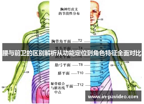腰与前卫的区别解析从功能定位到角色特征全面对比 腰与前卫的区别解析从功能定位到角色特征全面对比